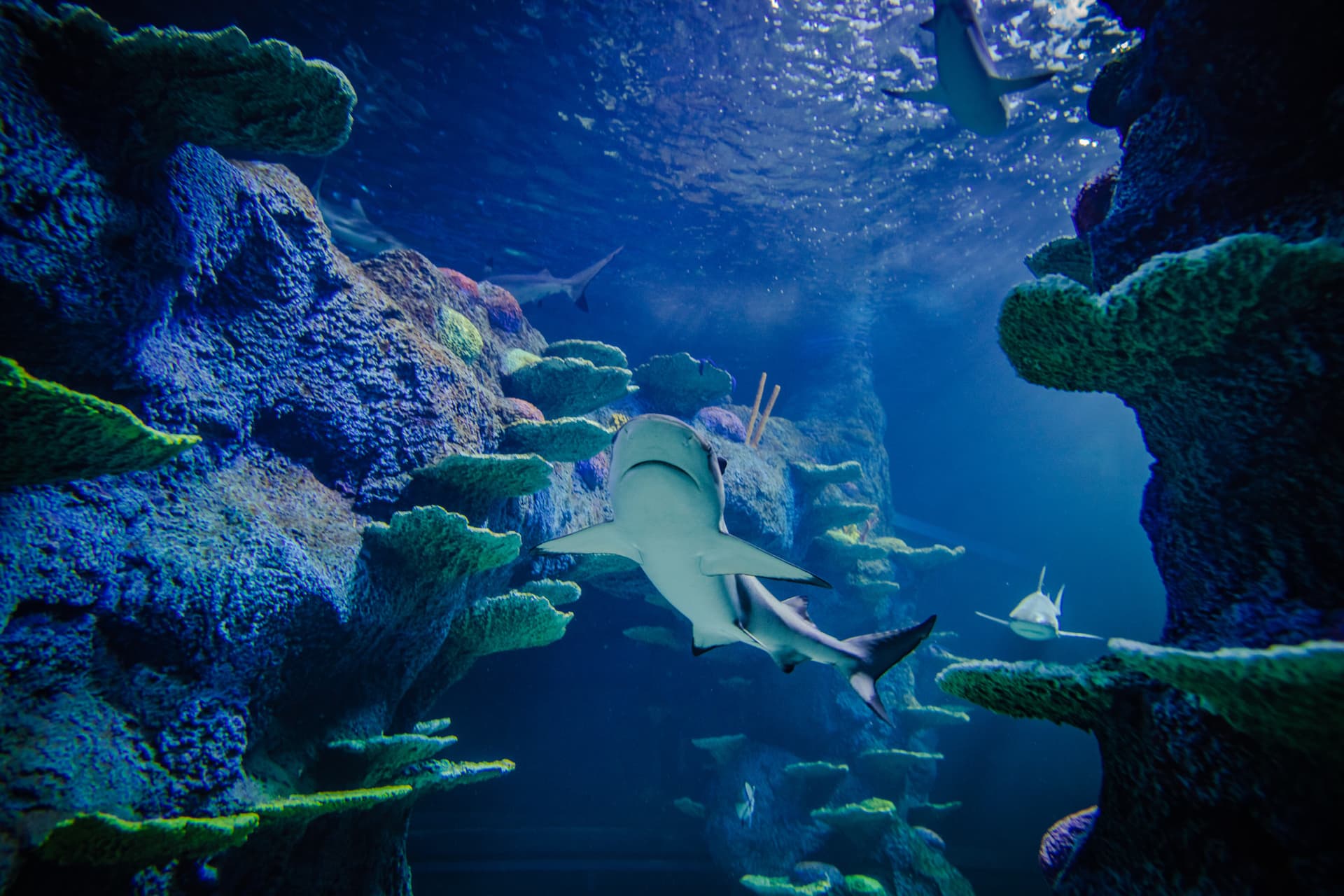 SEA LIFE Sydney Aquarium Direct Entry Ticket - image 8